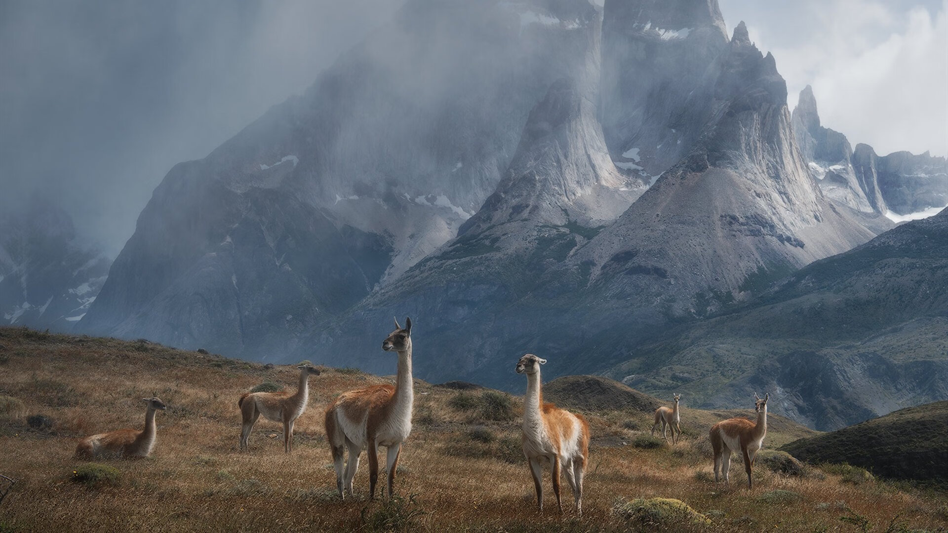 澳大利亚橄榄球队展示年轻球员的崭新面貌，澳大利亚橄榄球运动员