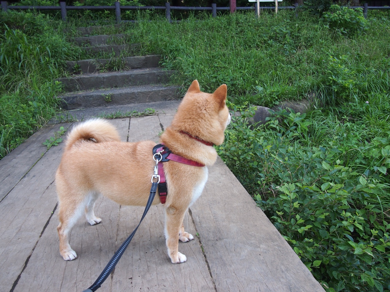 爱游戏娱乐-西甲边锋跑动强度与球队进攻效率相关性调查，西甲左边锋排名