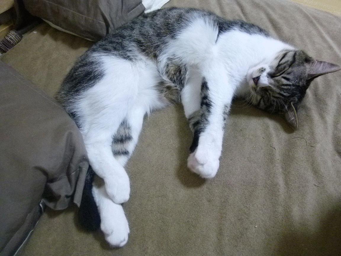 AYX体育官网-女排世界杯赛程公布 中国队强敌环伺，女排世界杯中国队赛程表