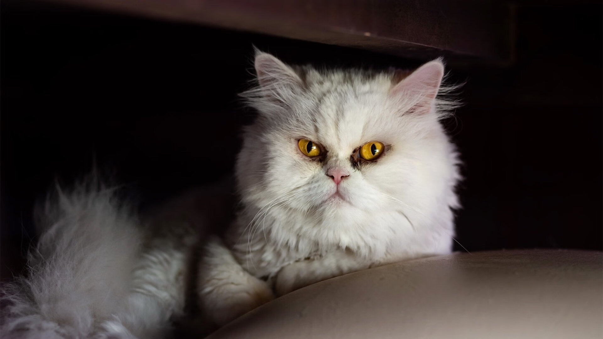 该项目选手身体协调性提升明显