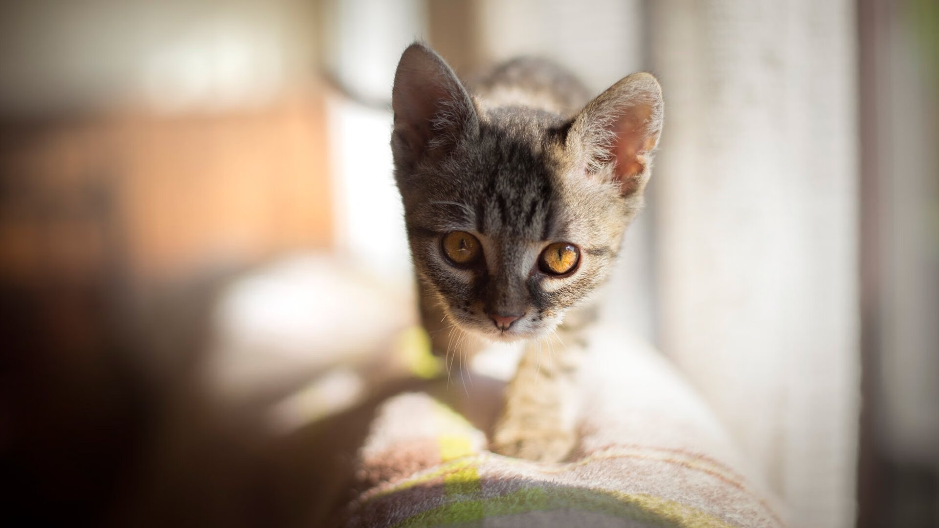 乌干达男篮在非洲锦标赛中奋勇突破，开启新一轮崛起，乌干达篮球排名
