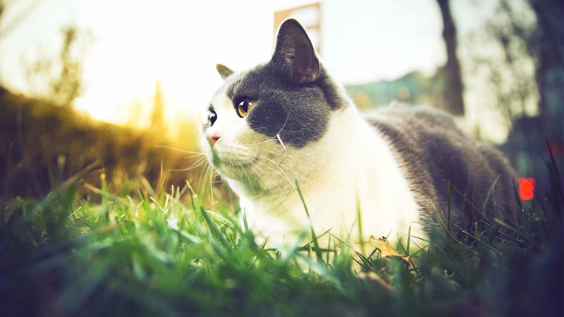 爱游戏app下载-仰泳赛道荷兰女队表现稳健，荷兰游泳女名将