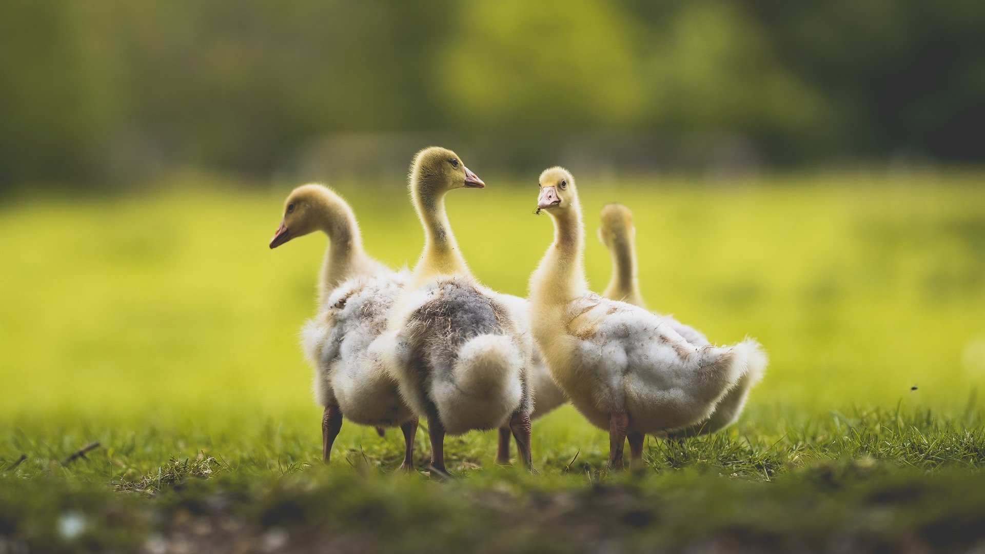 俱乐部利用大数据分析优化训练计划提升比赛表现，大数据比赛数据分析
