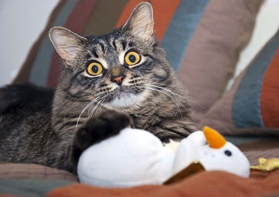 爱游戏体育平台-全国体育教育大会发布体育教师职称改革草案，最新体育教师职称考试试题大全