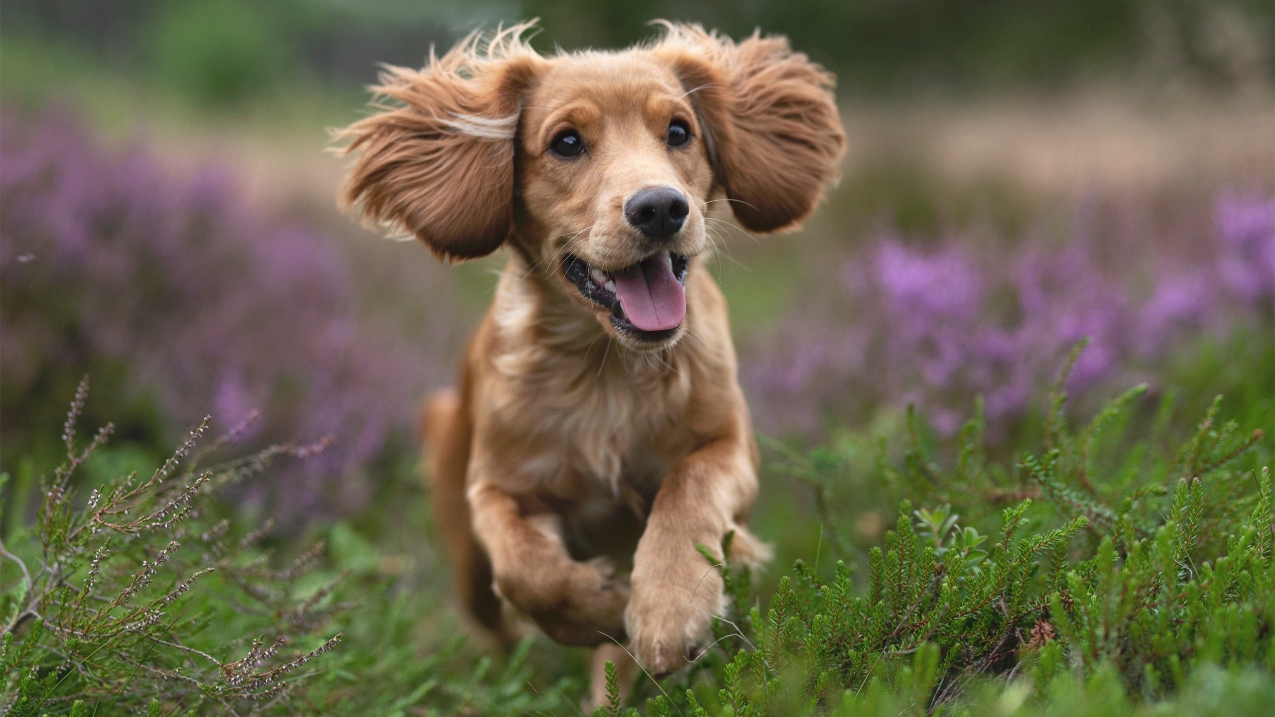 国内各城市积极打造校园足球文化为未来铺路，校园足球文化建设课题