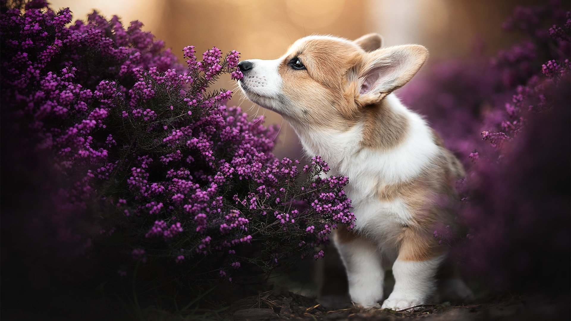 AYX SPORTS-塞尔维亚男篮在欧洲预赛中不断拼搏，冲击奥运荣耀！，塞尔维亚男篮阵容2021